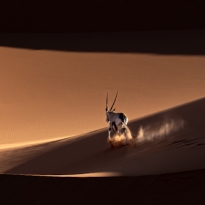 Desert Ballet