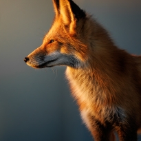 Red fox admires a new sunrise