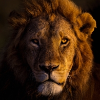 Portrait of the King