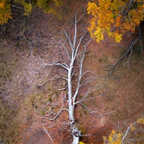 Tree/Fall