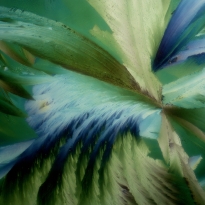 Stargazer