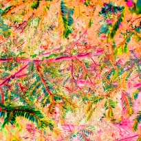 Conceptual Flora