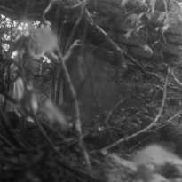 I Went Looking for Myself and Found Only Smoke