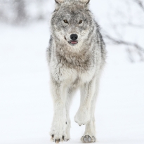 MAHIKAN - The wild wolves of Far North Canada