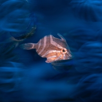 Underwater photograph