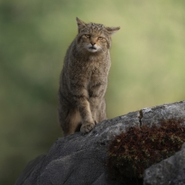 The Cat from the Wild World