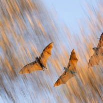 Canvas of Burning Wings