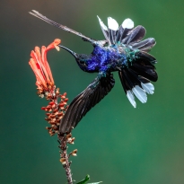 Title: Unbroken Nectar