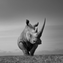 Rino