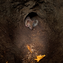 The rat