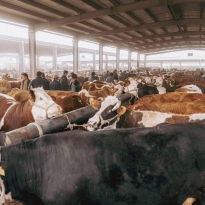 Dust and Trade: Kashgar’s Livestock Market