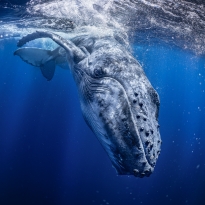 THE SEA IS WATCHING YOU
