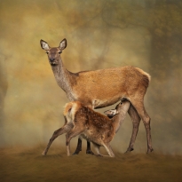 Dawn’s Gentle Embrace