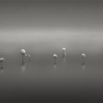 The Gathering