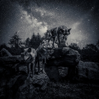 The Watchers