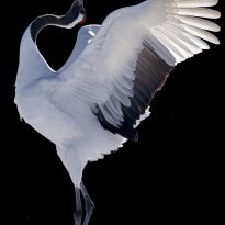 The angels are coming