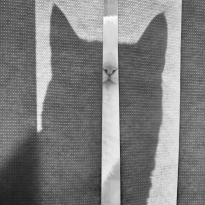 GATO NA JANELA