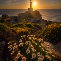 Daisies and the Beacon