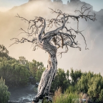 Sculpted by Mist: The Ancient Sentinels of Madeira