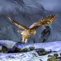 Feather-legged Fishing Owl in Foraging