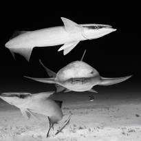 Framed shark