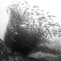 The Hunt