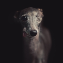 Rhumba