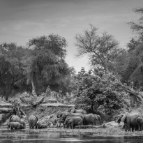 The Enchanted Zambezi