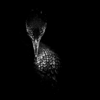 Cormorant's Deer