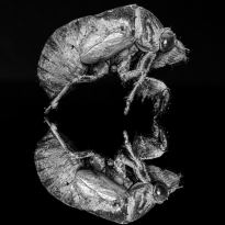 Wildlife Photography is Dead