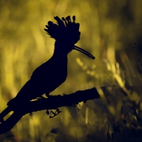 Golden Hoopoe