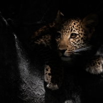Wild Shadows