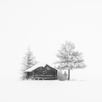 Stillness in White