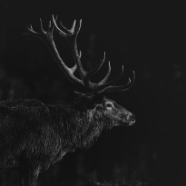 presence