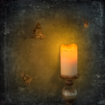 Like Moths To A Flame