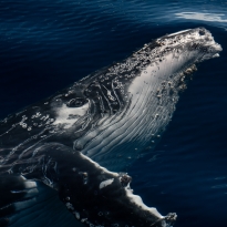 Window Between Worlds