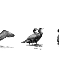 Cormorant Study