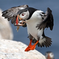 Puffin 