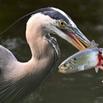 Heron Harpoon