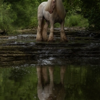 Reflection