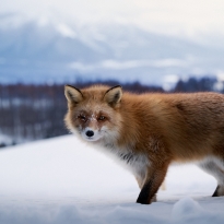 Dawn of the Hunter