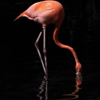 Reflections in Flame