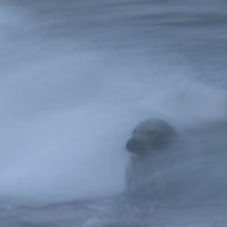 Breaking Wave