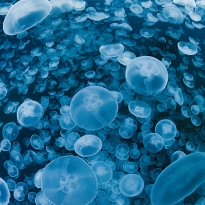 Jellyfish paradise