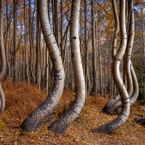Twisted Trees